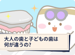 大人の歯と子どもの歯は何が違うの？